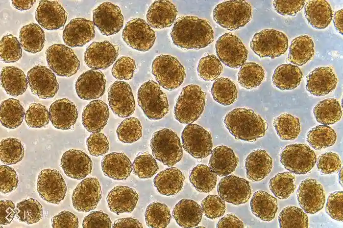 再生医疗｜干细胞治疗糖尿病原理