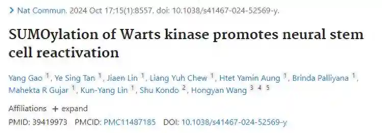 Nat Commun | 科学家发现SUMO蛋白能唤醒沉睡的神经干细胞，助力大脑修复