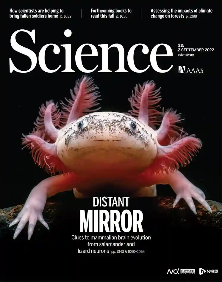 六角萌宠登上《科学》封面，广东专家用它找到脑再生“开关”