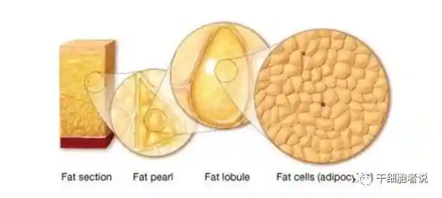 脂肪干细胞的基础研究及临床应用