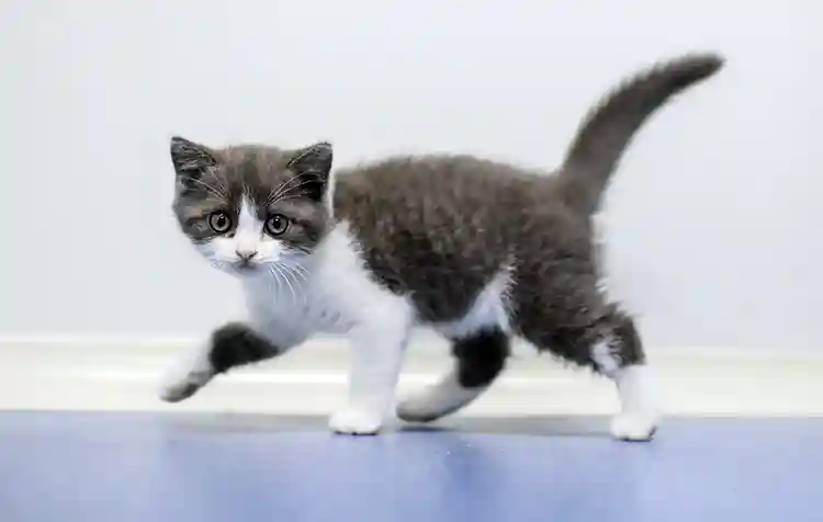 走访克隆宠物“李淑媛”“大蒜”诞生地