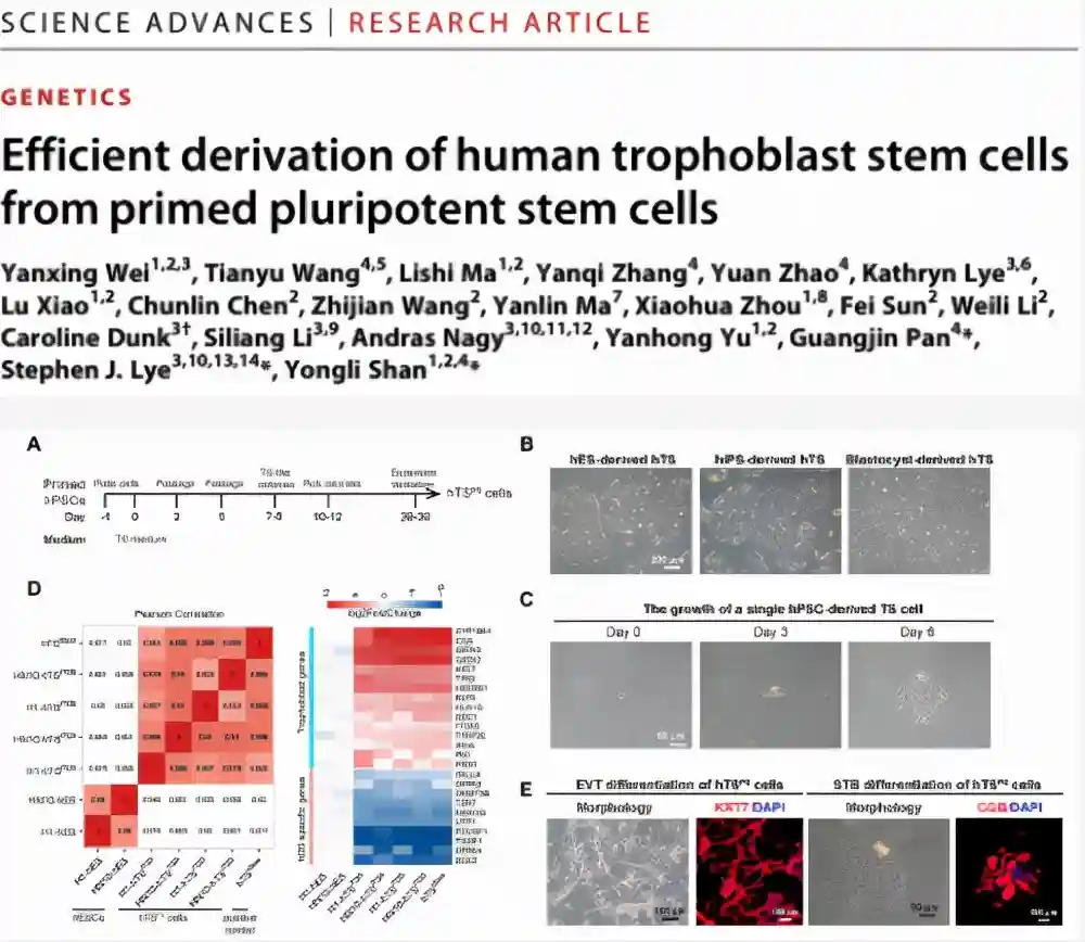 国内外首次！致力于胎盘早期发育等研究，广州团队成果登上Science子刊