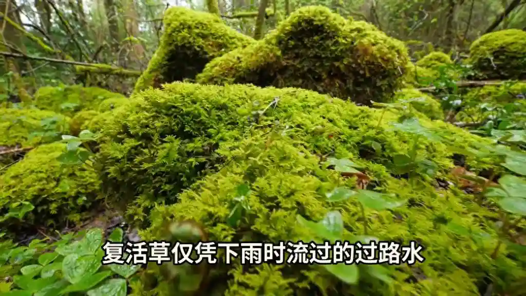 沙漠奇迹！复活草枯死百年仍能重生#植物科普