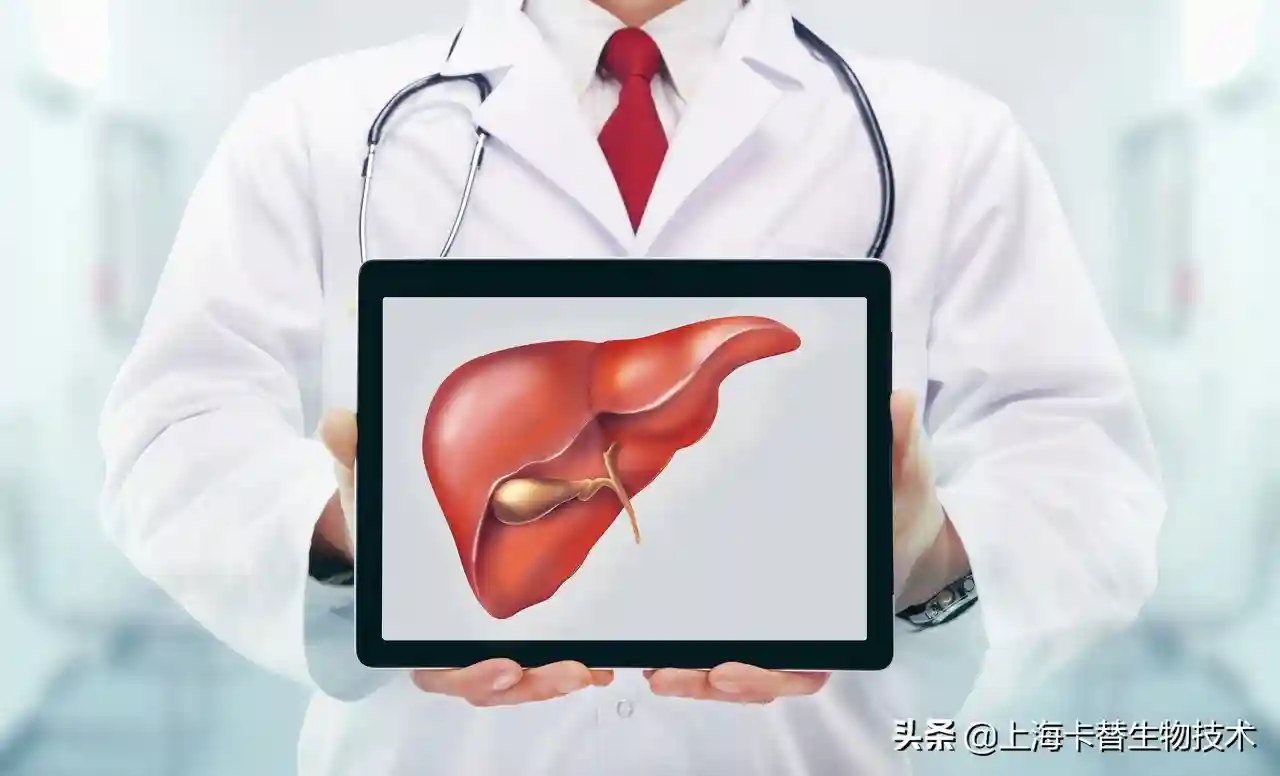 基于干细胞的细胞培养的模型在研究NAFLD的重要贡献