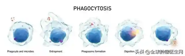 干货满满：火出圈的外泌体是什么？有何用武之地？能否替代干细胞