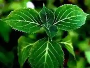 某些植物提取物可延缓衰老