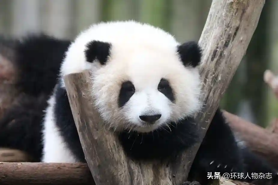 顶流“花花”的快乐生活，全靠他们