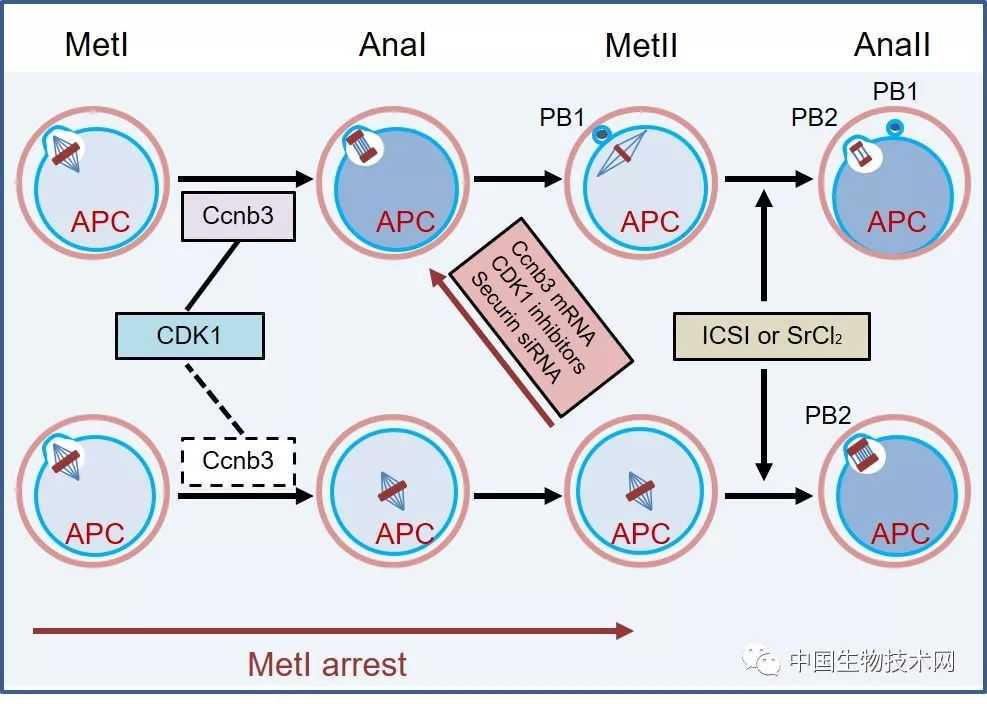 快来看看：这篇文章有无语病？订正有奖