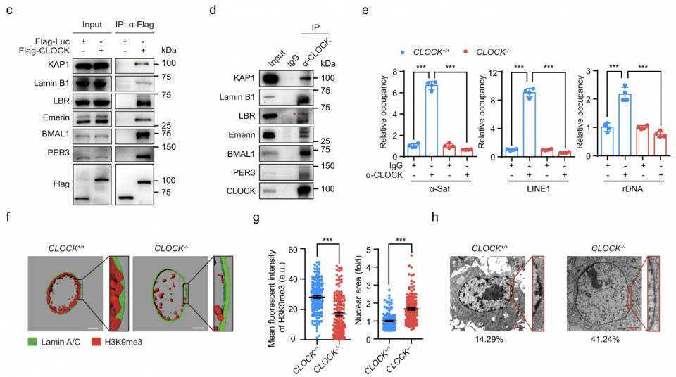 多年研究终击败白血病，他却放弃专利，让患者吃上13元的救命药