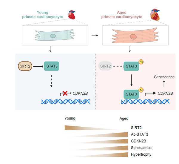 干细胞捐献让上海司机挽救英国孩子