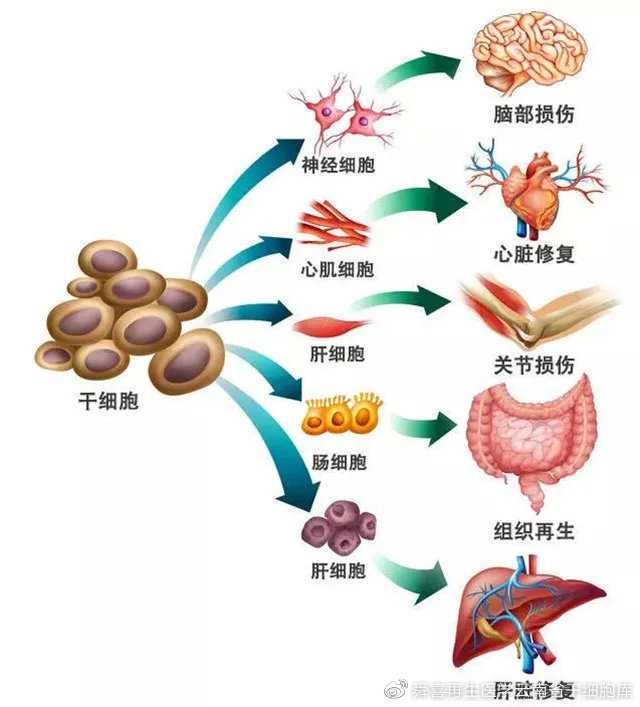 兰平+何真等Microbiome:锁定肠系膜脂肪的促炎细菌