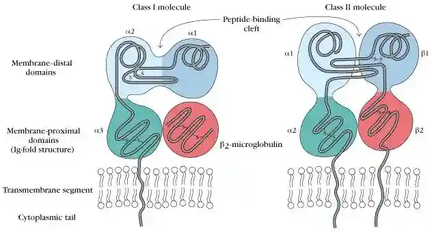 人人学懂免疫学：第十六期