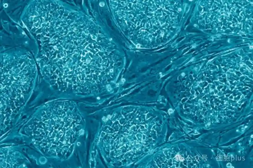 应用多能干细胞再敲警钟！希伯来大学在《NATURE》发文称其中超过五分之一存在癌症相关突变