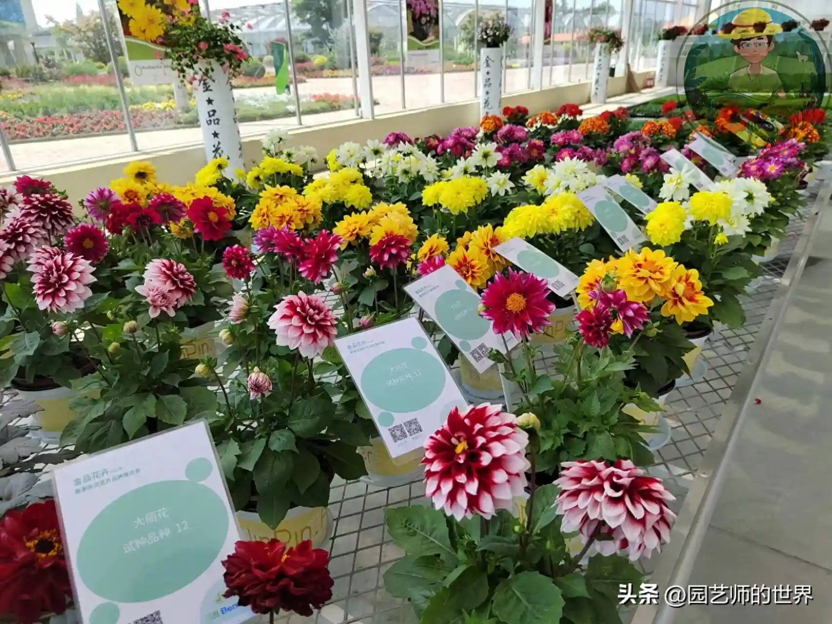 【植物克隆技术】组织培养（上篇）