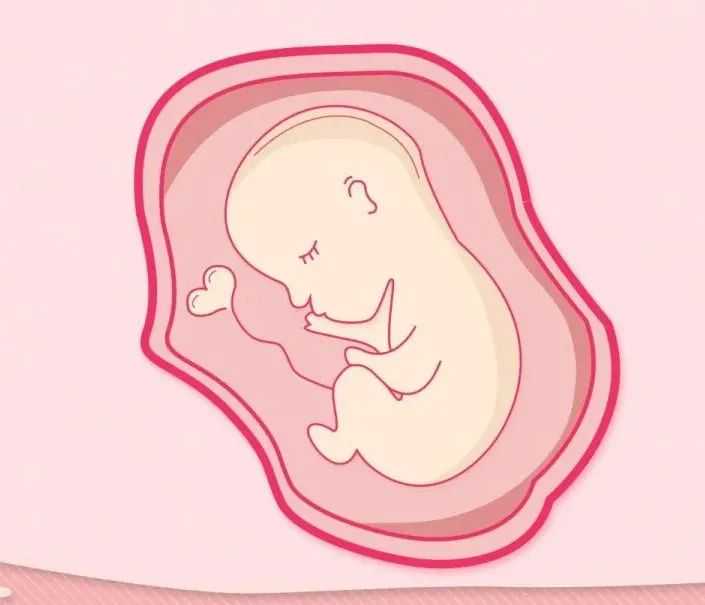 研究发现肌酸助力T细胞可抵抗癌症