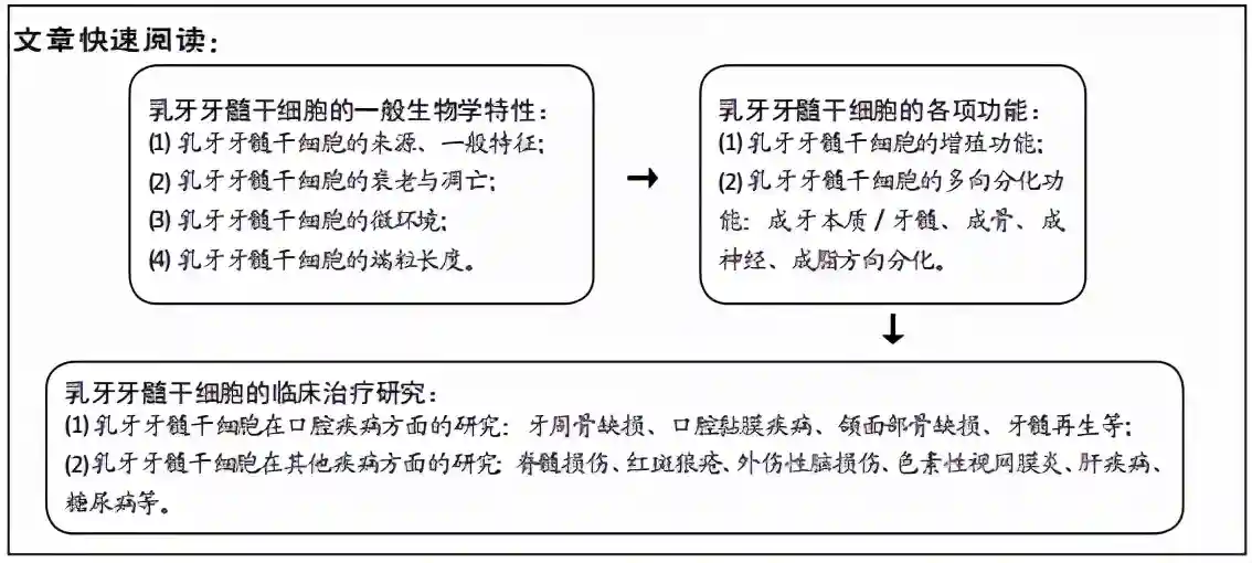 人乳牙牙髓干细胞的研究热点及应用潜能